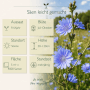 Leuchtend blaue Wegwarte-Blüten (Cichorium intybus) im Feld. Zeigt die blaue Wildblume und Infos zu Aussaat der Samen.