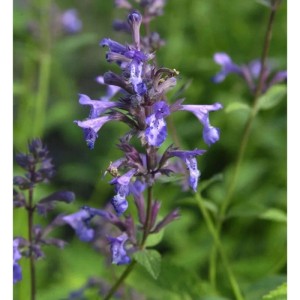Nahaufnahme des blühenden Sumpf-Ziest (Stachys palustris) mit violetten Blüten.