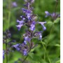 Sumpf Ziest - Stachys palustris_2
