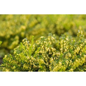 Schneeheide Erica Carnea Isabell im 11x11 cm Topf, immergrüne Staude mit gelben Knospen.