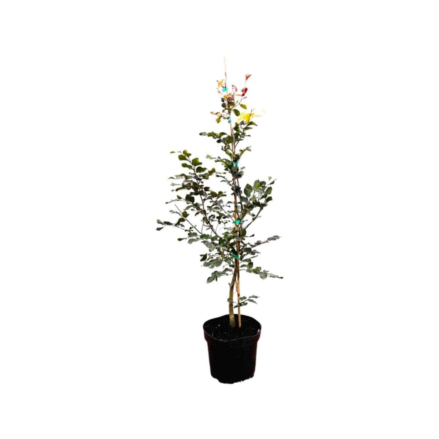 Fagus sylvatica 'Purpurea' 60-100 cm günstig online kaufen