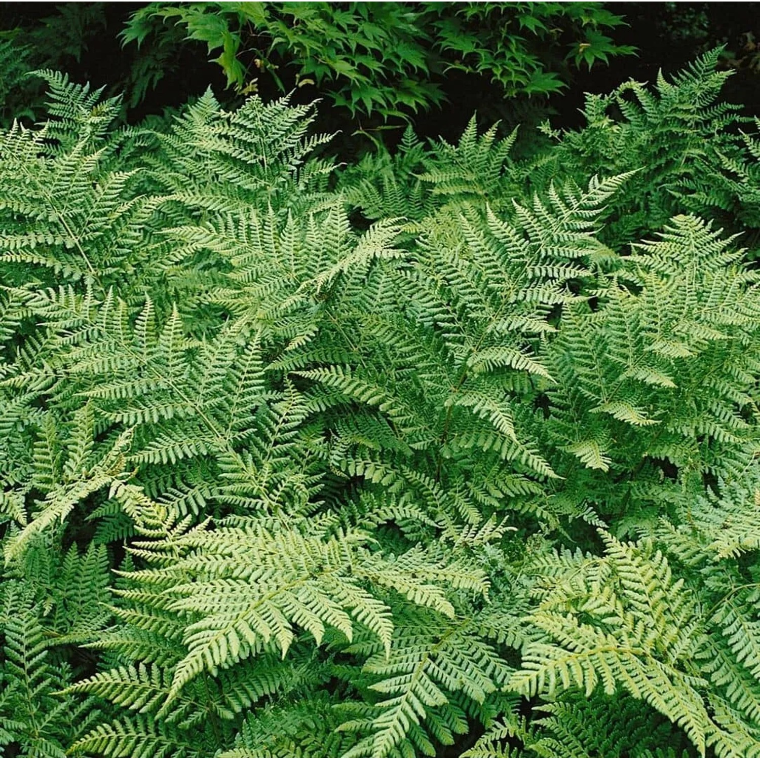 Breitblättriger Wurmfarn (Dryopteris dilatata) im 9x9 cm Topf. Grüne Staude für halbschattige Standorte.