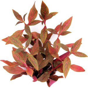 Dennerle Aquariumpflanze Alternanthera Reineckii Red Ruby mit roten Blättern.