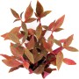 Dennerle Aquariumpflanze Alternanthera Reineckii Red Ruby mit roten Blättern.