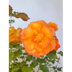 Nahaufnahme der orangefarbenen Strauchrose 'Sahara' im Topf. Warme Blütenfarbe.