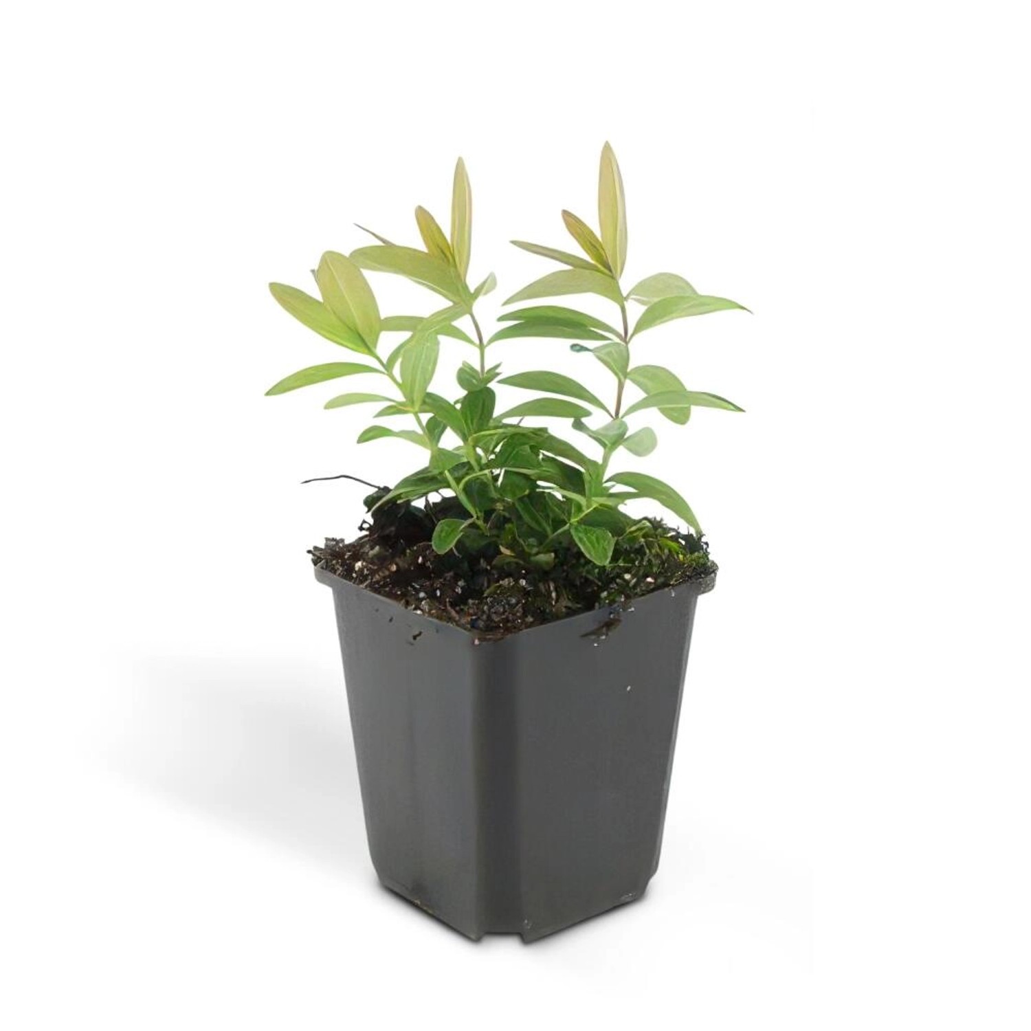 Exotenherz Bodendecker Kelchiges Johanniskraut Hypericum Calycinum 9cm Topf günstig online kaufen