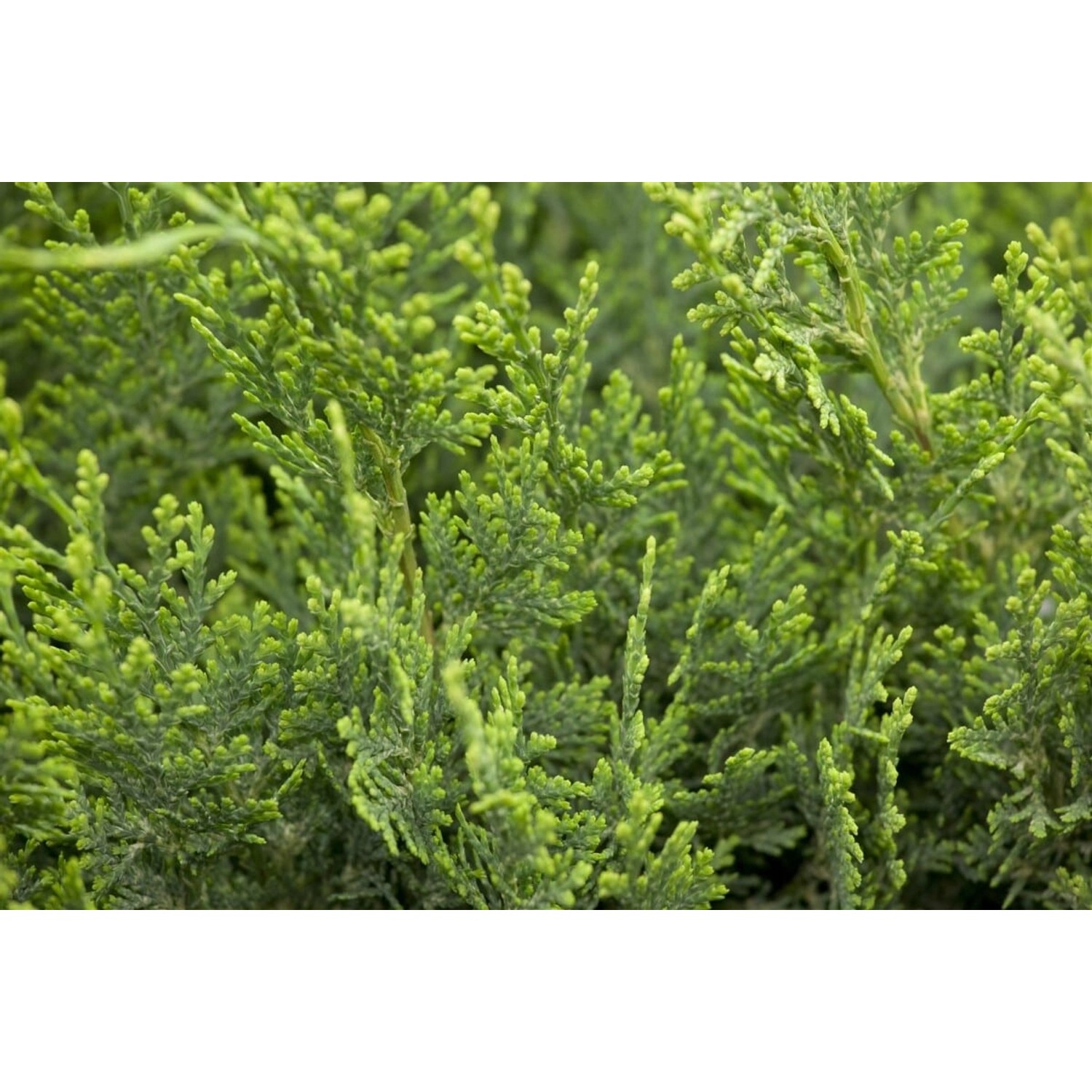 Chamaecyparis lawsoniana 'White Spot' 20-30 cm günstig online kaufen