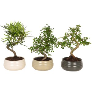 Drei Zimmerbonsai im Keramiktopf (ca. 19 cm Ø) mit unterschiedlichen Blattformen und Topffarben.