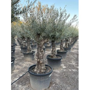 Sunny-Tree - Verzweigter Olivenbaum Olea Lechin - Winterharte Olvenbaum Bonsai 240 cm - 80 Jahre alter Olivenbaum und Fruchttragend