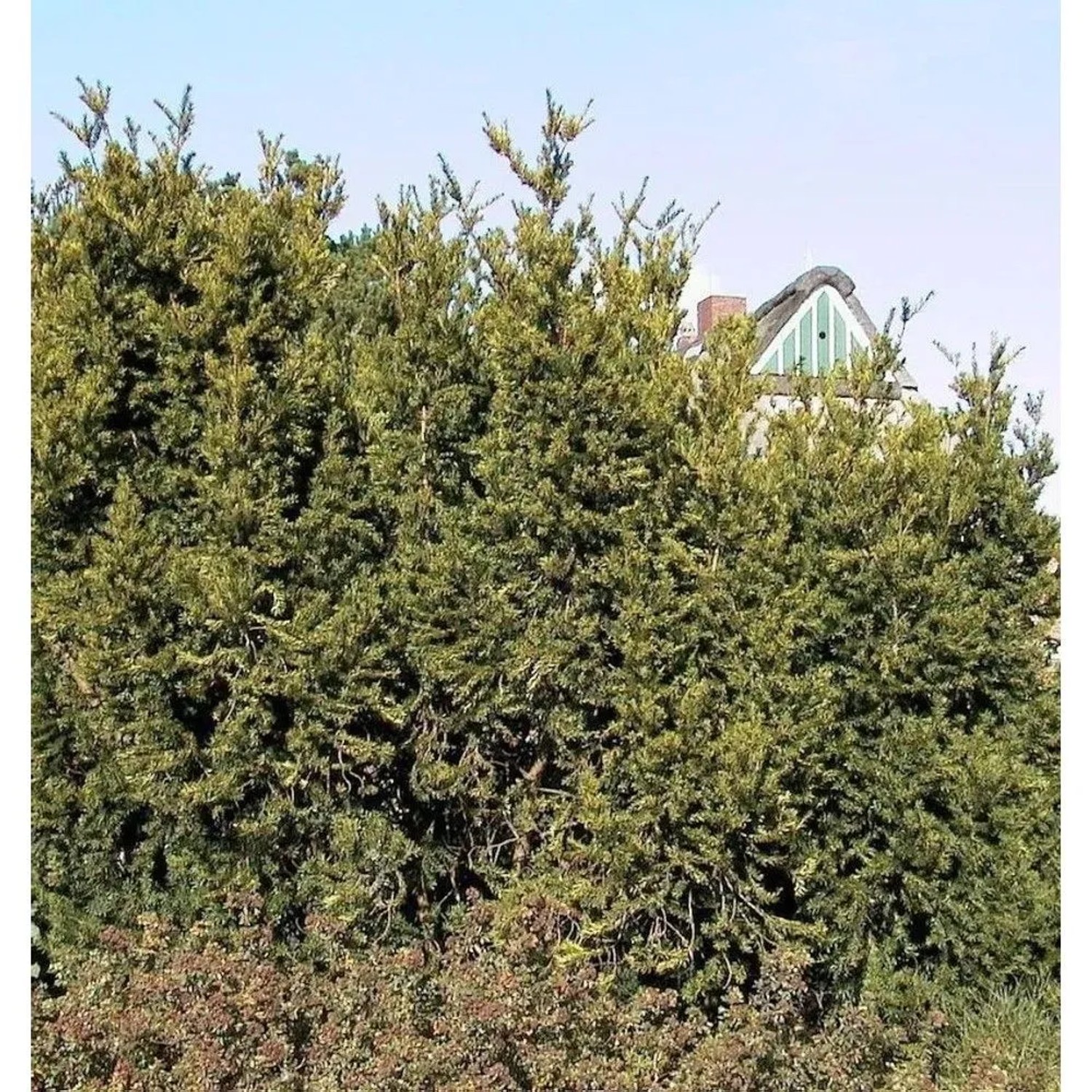 Eibe Hillii 60-70cm - Taxus media
