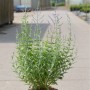 Blauraute 'Little Spire' im Topf, ca. 30-40 cm hoch, lavendelfarbene Blüten.