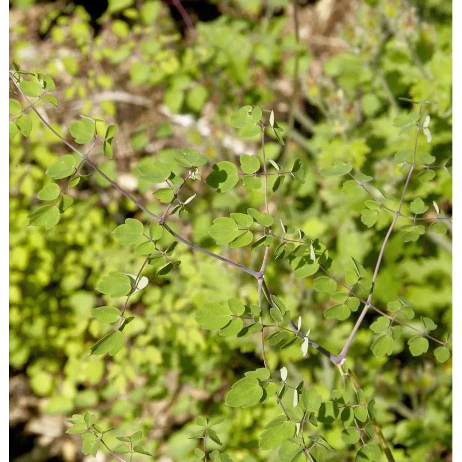 Weiße Chinesische Wiesenraute - Thalictrum delavayi