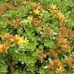 Fetthenne 'Weihenstephaner Gold' (Sedum floriferum) mit goldgelben Blüten und grünen Blättern.