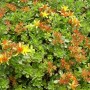 Fetthenne 'Weihenstephaner Gold' (Sedum floriferum) mit goldgelben Blüten und grünen Blättern.