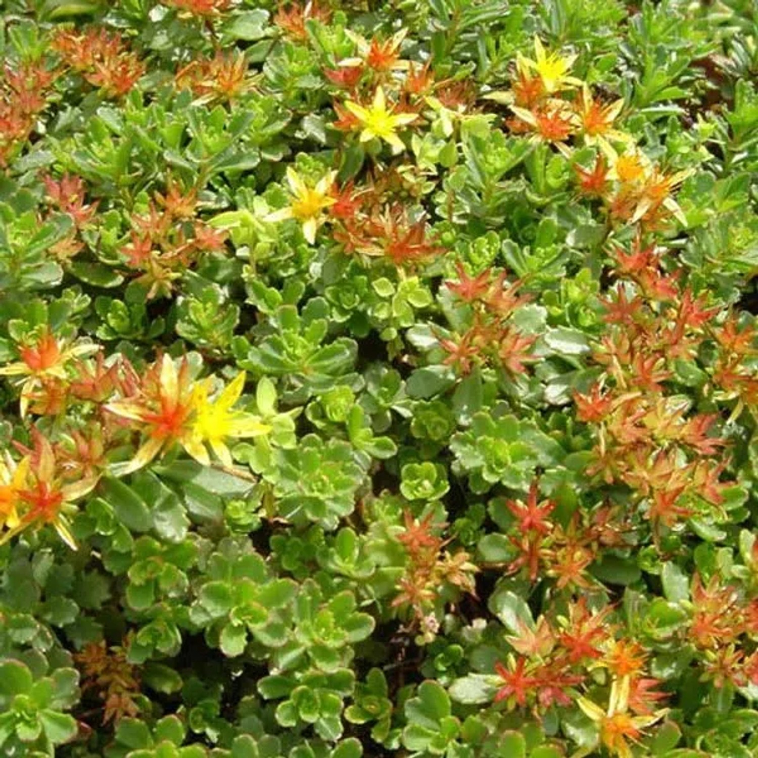 arborix 6 X Fetthenne 'Weihenstephaner Gold' Sedum Floriferum Topf 9cm Schmetterlingspflanze