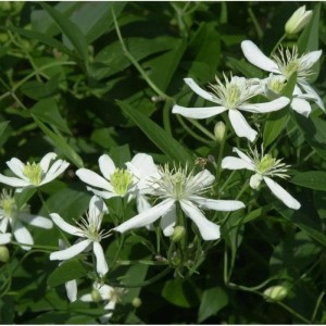 Staudenclematis Grandiflora: weiße Blüten der Clematis recta im Detail.