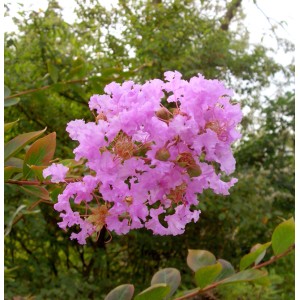 Chinesische Kräuselmyrte Eveline mit rosa Blüten, Nahaufnahme.