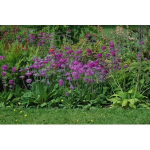 Blühende Orchideenprimel (Primula Beesiana) im Gartenbeet, purpurrote Blüten, grüne Blätter. Stauden für halbschattige Standorte.