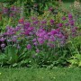 Blühende Orchideenprimel (Primula Beesiana) im Gartenbeet, purpurrote Blüten, grüne Blätter. Stauden für halbschattige Standorte.
