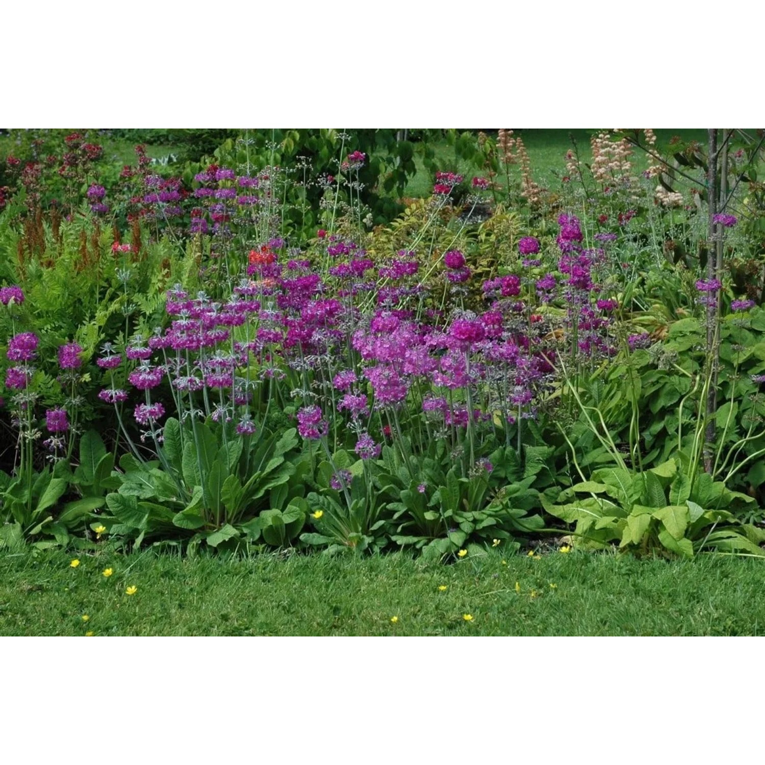Blühende Orchideenprimel (Primula Beesiana) im Gartenbeet, purpurrote Blüten, grüne Blätter. Stauden für halbschattige Standorte.