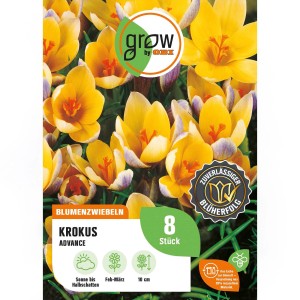 Gelbe Krokus Advance Blumenzwiebeln, 8 Stück, ideal für den Frühling.