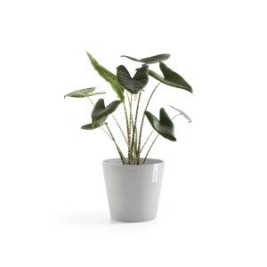 Ecopots Amsterdam Pflanztopf, weißgrau, 40x35 cm, mit Pflanze. Ideal für Innen- & Außenbereiche.