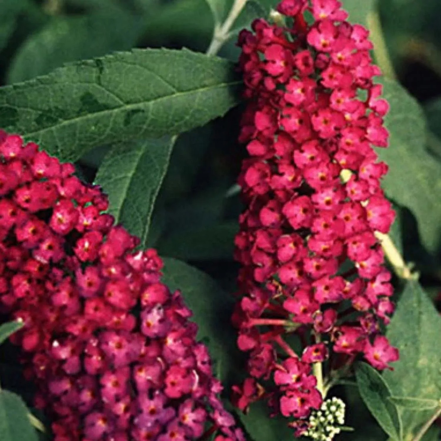 arborix Sommerflieder 'Royal Red' Buddleja Davidii 40 Bis 60 Cm Im Container Rot Blühend