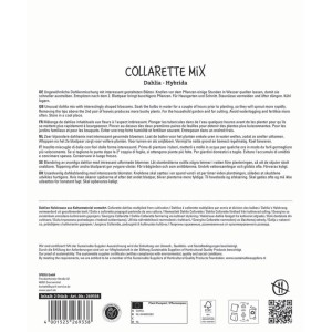 Sperli Dahlien Collarette Mix Blumenzwiebeln im Maxi Pack mit bunten Blüten.