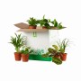OBI Pflanzen-Retter-Box: 6 verschiedene Grünpflanzen im 12 cm Topf, um eine offene Box arrangiert. Überraschungs-Set.