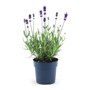 Grow by OBI Lavendel Felice im Topf, violette Blüten und grüne Blätter.