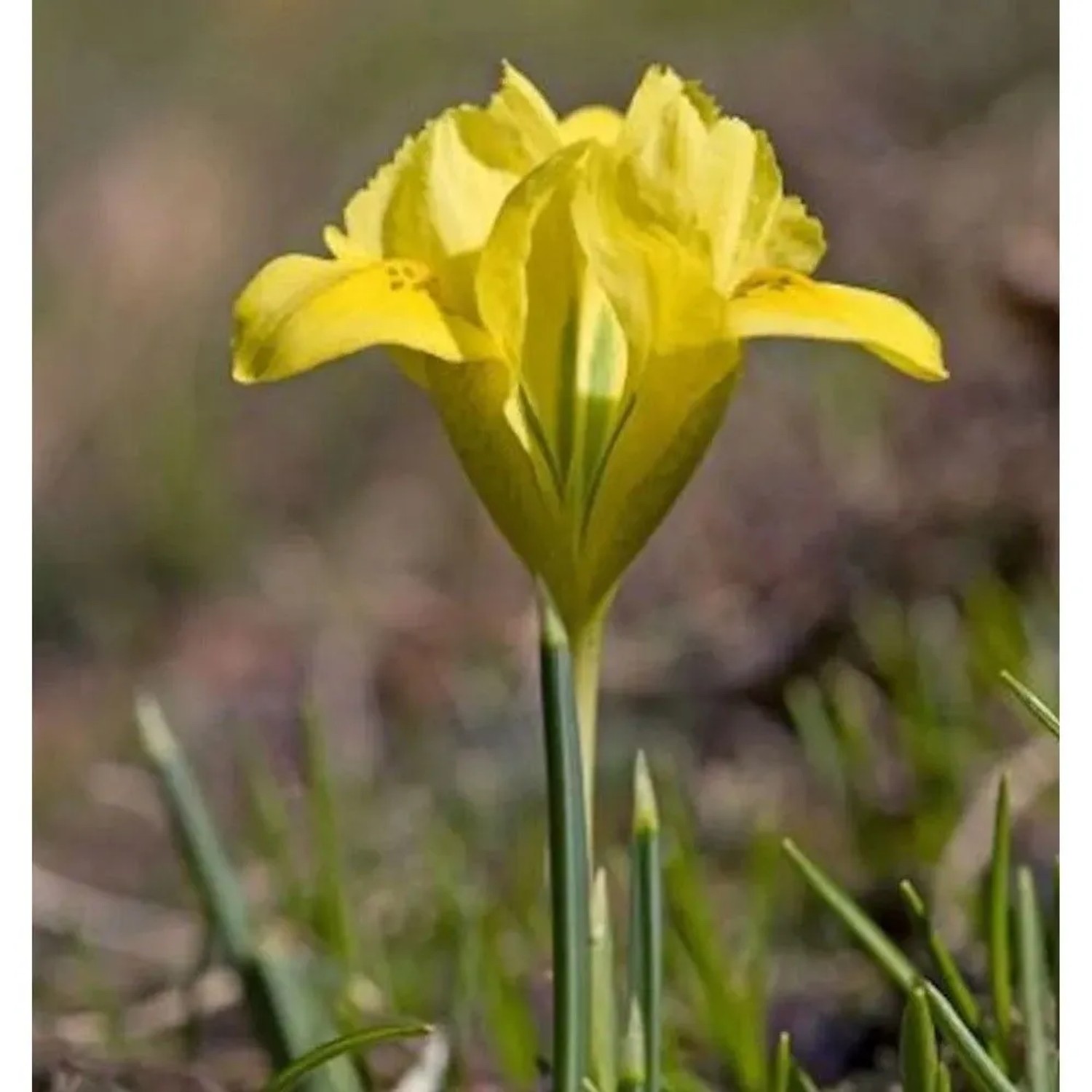 Danford Iris - Iris danfordiae