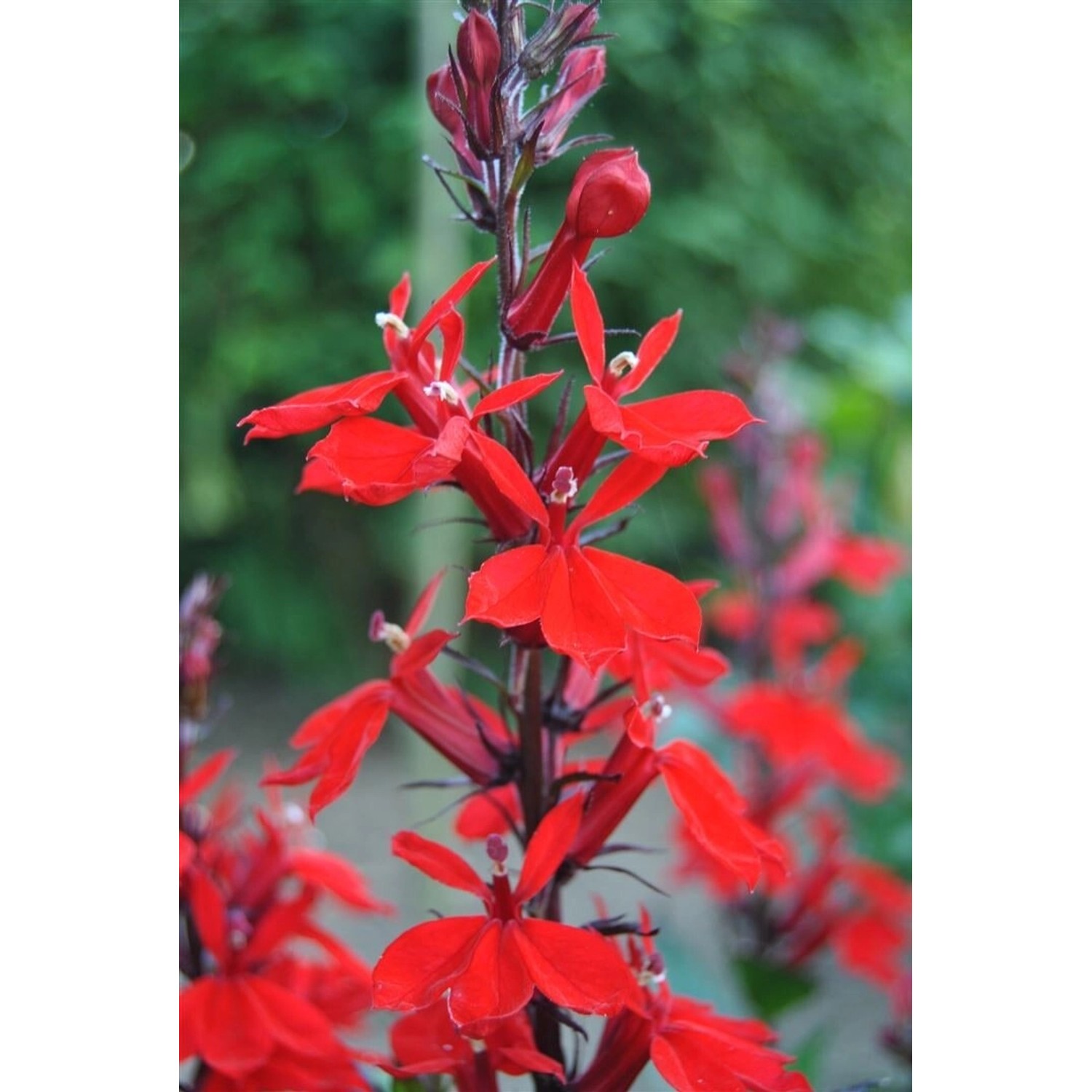 Lobelia Cardinalis Kardinalslobelie Ca. 9x9 cm Topf günstig online kaufen