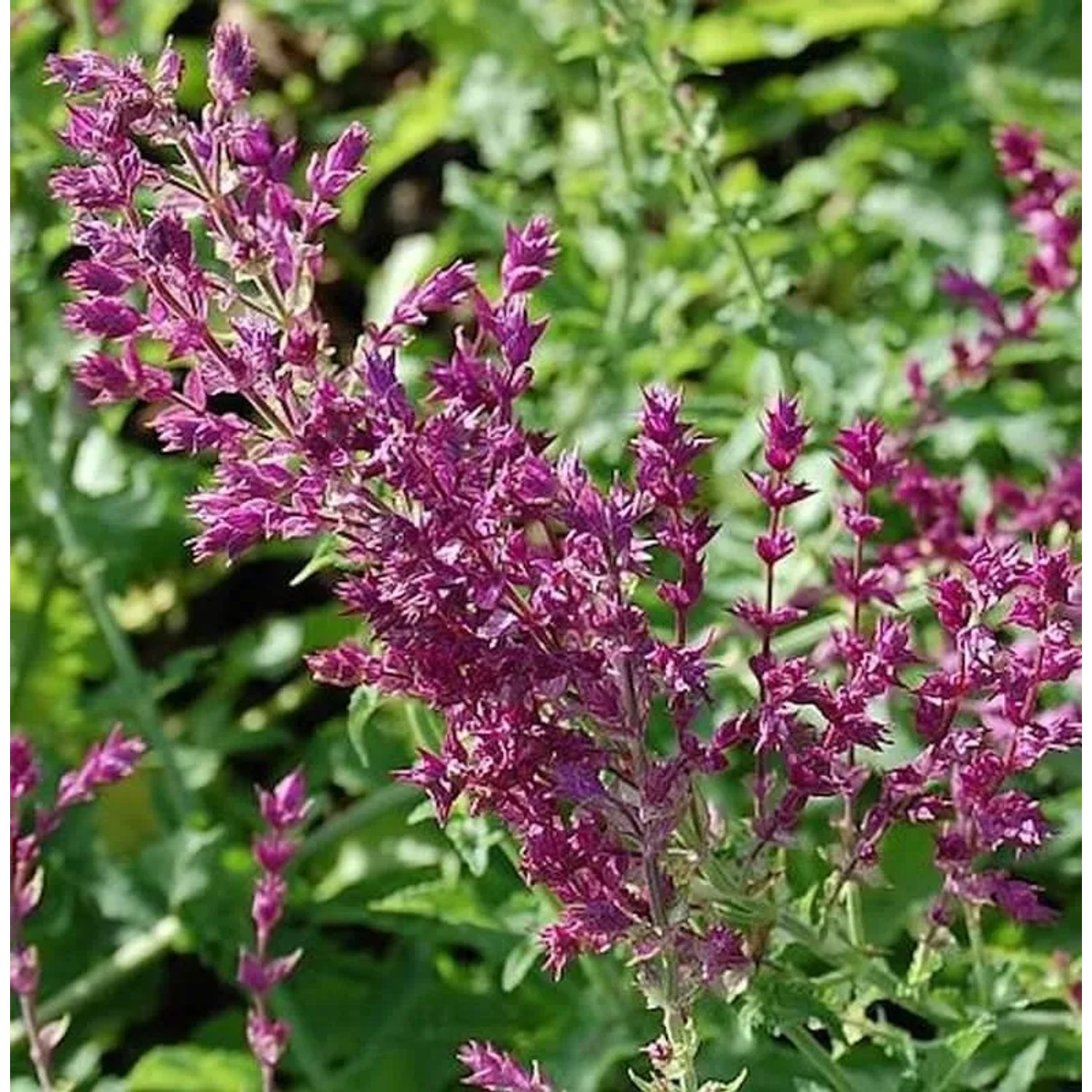 Ziersalbei Schwellenburg - Salvia nemorosa