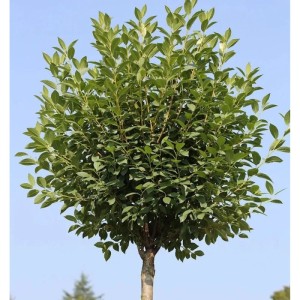 Hochstamm Steppenkirsche Globosa 80-100cm - Prunus fruticosa