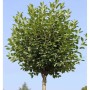 Hochstamm Steppenkirsche Globosa 80-100cm - Prunus fruticosa