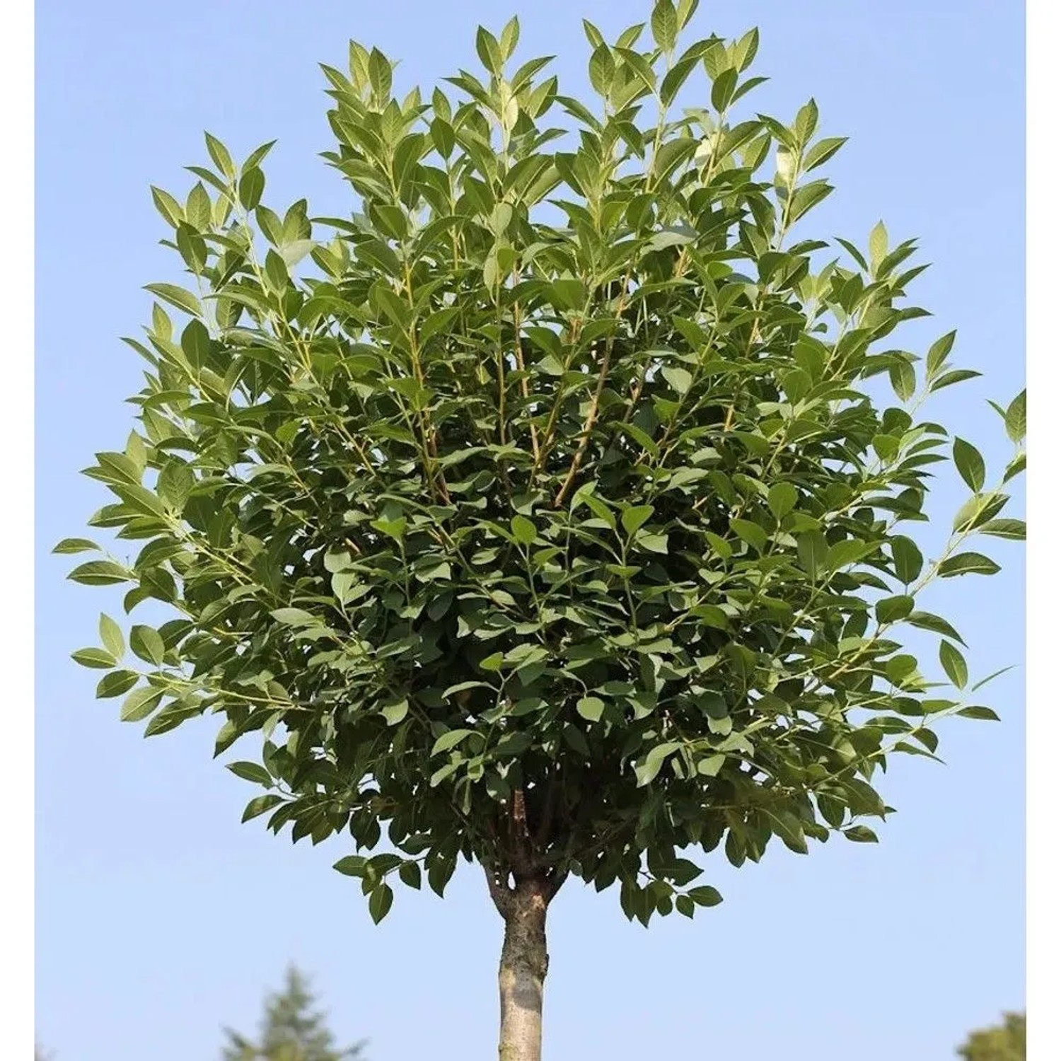 Hochstamm Steppenkirsche Globosa 80-100cm - Prunus fruticosa