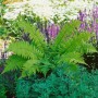 Dryopteris Atrata Farn im Garten, dunkelgrüne Blätter. Schattenliebende Staude für Unterbepflanzung.