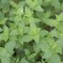 Nahaufnahme der grünen Blätter einer Mentha X Piperita Multimentha Pfefferminze im 9x9 cm Topf.