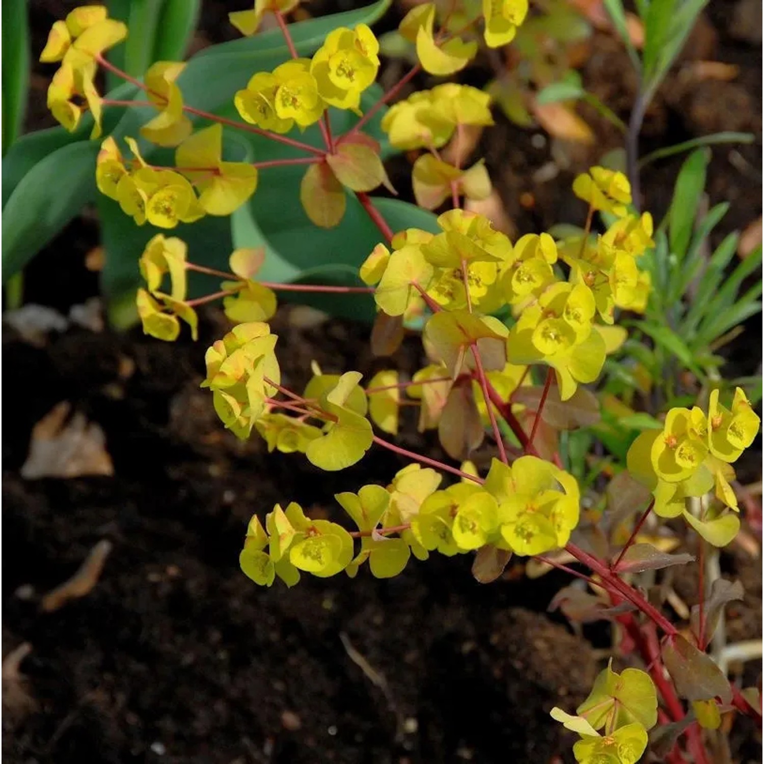 Gold Wolfsmilch Purpurea - Euphorbia epithymoides