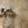 Newroom Vinyltapete Lucian Dusty Gold Betonoptik mit Trockenblumen in Vase.