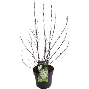 Zierjohannisbeere Johannie Whitenow im Topf, ca. 40-60 cm hoch.