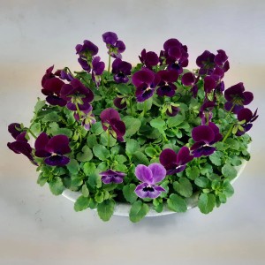 Horn-Veilchen in Zinkschale, violette Blüten, Topf-Ø 29cm. Bepflanzte Schale für Balkon und Terrasse.