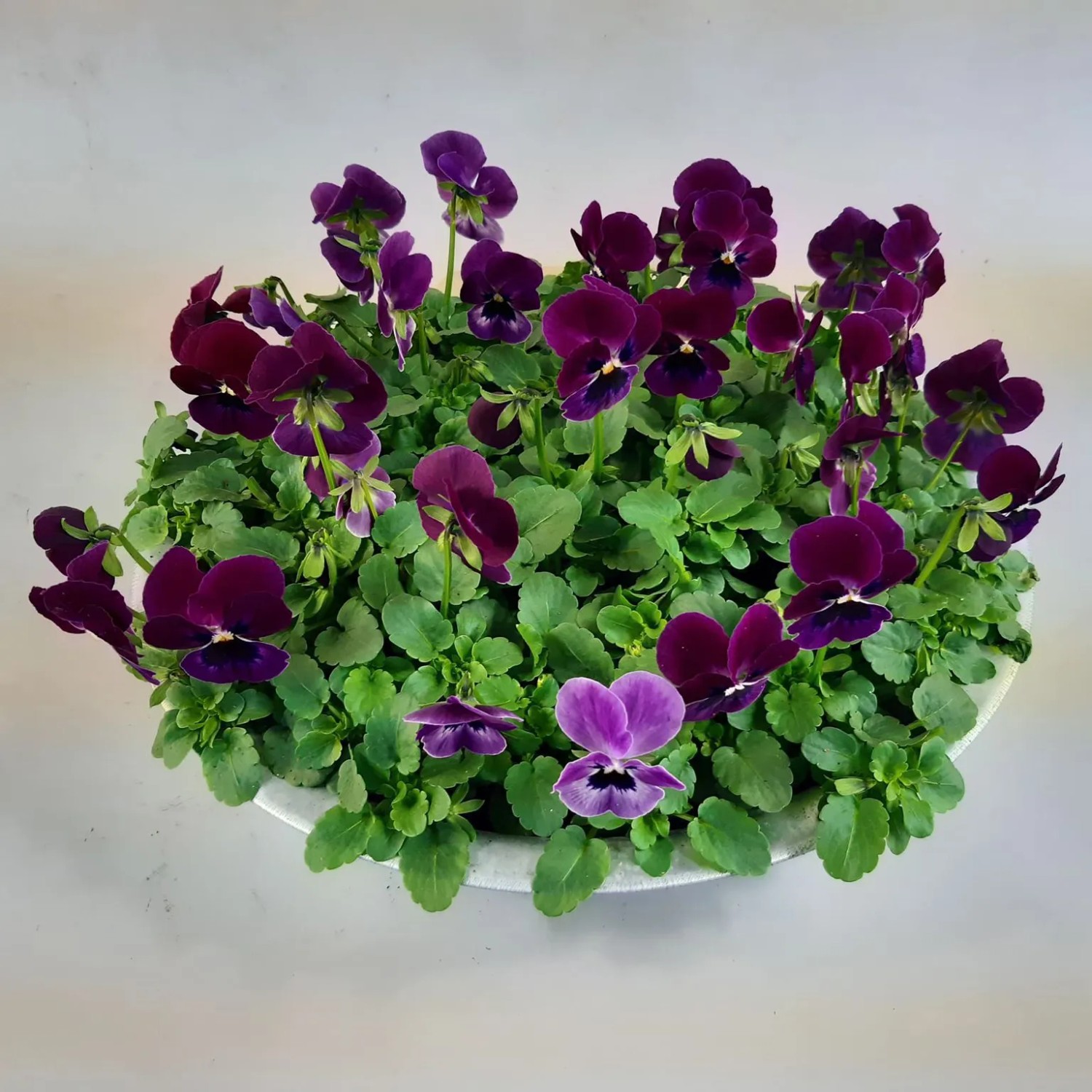 Horn-Veilchen in Zinkschale, violette Blüten, Topf-Ø 29cm. Bepflanzte Schale für Balkon und Terrasse.