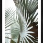 Pro Art Bild "Jungle Leaves III" (40x30 cm) mit detailreichen Palmenblatt-Motiven im schwarzen Rahmen.