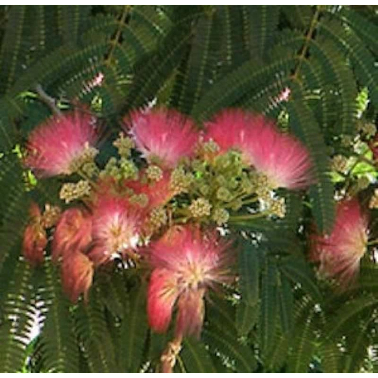 Rosa Seidenakazie - Schlafbaum 40-60cm - Albizia julibrissin günstig online kaufen