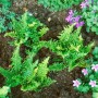 Schuppenwurmfarn Dryopteris Affinis Crispa Congesta im 9x9 cm Topf, grüne, gekräuselte Wedel.