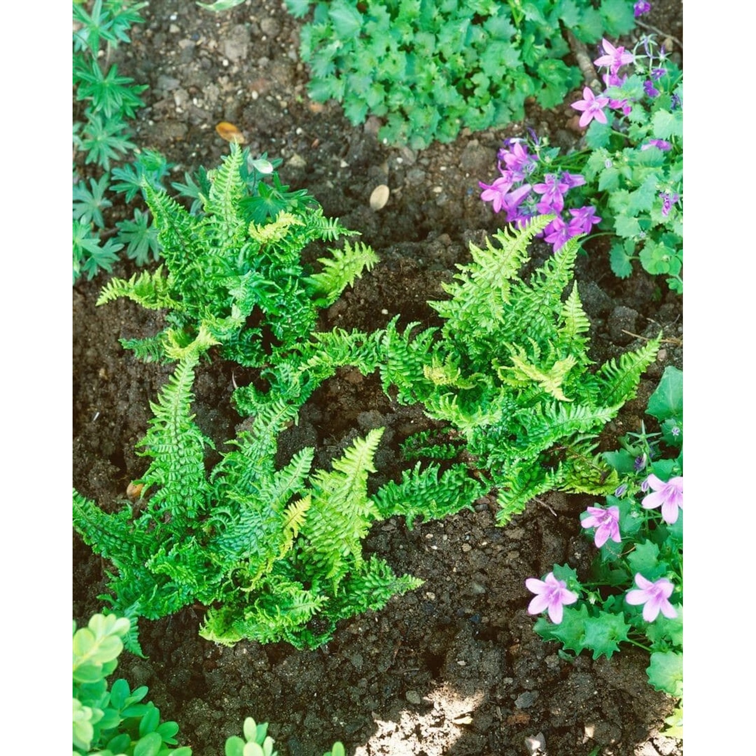Dryopteris Affinis Crispa Congesta Schuppenwurmfarn Ca. 9x9 cm Topf günstig online kaufen