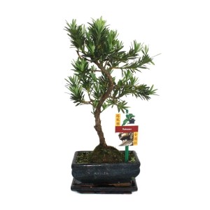 Exotenherz Bonsai Steineibe (Podocarpus), ca. 25cm hoch im Topf.