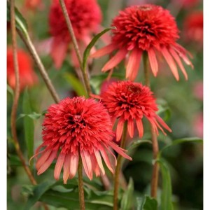 Nahaufnahme des Sonnenhut Eccentric (Echinacea purpurea) mit roten Blüten im Garten.