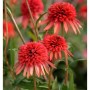Nahaufnahme des Sonnenhut Eccentric (Echinacea purpurea) mit roten Blüten im Garten.